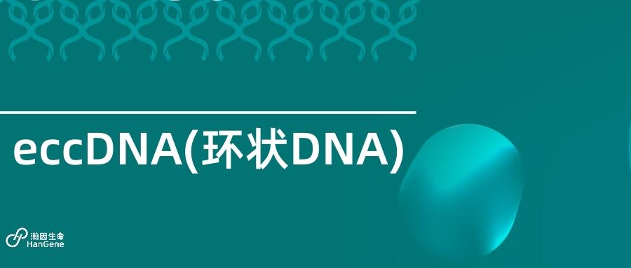 eccDNA(环状DNA)